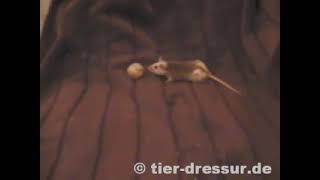 first natal rat training [upl. by Eartha716]