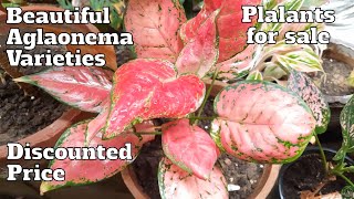 Aglaonema Plants For Sale  Indoor Plants  Aglaonema Varieties gardening indoorplants sale [upl. by Etirugram]