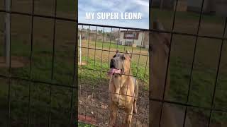 TOP CANE CORSO LEONA XMAN FORMENTINO GIRL [upl. by Lundell900]