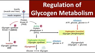 Regulation of Glycogen Metabolism  Glycogen Metabolism  Carbohydrate Metabolism  Biochemistry [upl. by Rosdniw240]