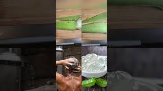 Benefits of Aloe Vera DIYShampoo  Natural Hair Care [upl. by Downing]