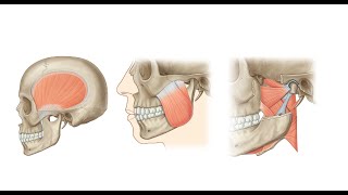 Muscles of Mastication [upl. by Nerwal181]