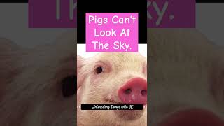 Pigs Cant Look At The Sky history podcast science swine piggy farm [upl. by Eselehs260]