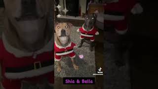 Staffy Puppy Playing At Christmas shorts [upl. by Adnof]