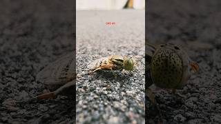 Indian Hoverfly  Iphone16 macro video grd46 mobile photography [upl. by Letsyrk]