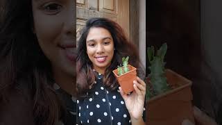 Get FREE Plants  Euphorbia Propagation [upl. by Florine]