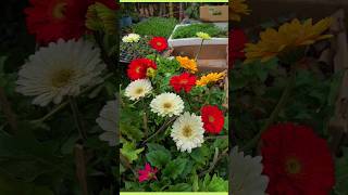 Gerbera plant care tip  flower season Gerbera plant  plantinfo [upl. by Ahseekal]