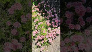 Flowers from our garden gardeningaustralia പൂക്കൾ shortvideo shorts gardening flowergarden [upl. by Garate358]