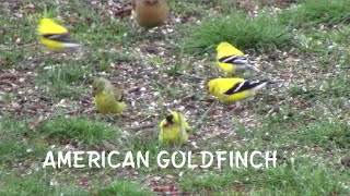 American Goldfinch [upl. by Leihcar]