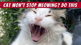 10 Surprising Reasons Why Your Cat Wont Stop Meowing [upl. by Roddie415]