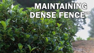 Maintaining Dense Fence™ Viburnum [upl. by Eimas]