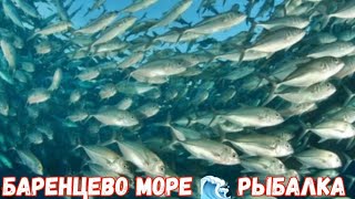 Рыбалка Баренцево море 🌊 🌊 🌊 [upl. by Aiciruam]