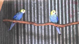 PaleHeaded Rosellas  BirdSpyAus [upl. by Brawner884]