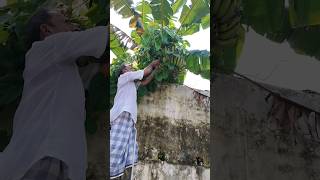 গাছটি ওয়ালের মধ্যে কিন্তু কলা বাইরে ঝুলছেplantain harvest beautifulnature harvest কলা plantain [upl. by Luella275]