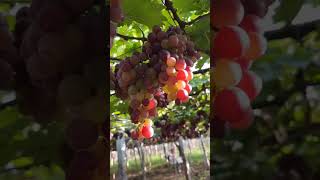 Cumbum Grapes Plantation 🥰cumbum grape tamilnadu tour fruit [upl. by Arebma]