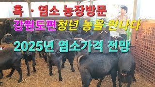 신성티브이염소방송tv염소축사 농장방문 강원도 ☎️ 0105399 9442청년농부 2025년 흑염소 분양 가격 전망 흑염소 염소 분양 염소축사 축사 농장방문 신성 [upl. by Wilmott642]