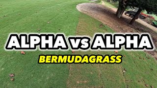 Tahoma 31 vs IronCutter Bermudagrass BONUS 419 and Toro Zoysia [upl. by Lidstone]