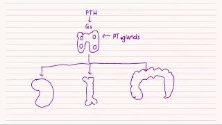 Parathyroid Physiology for the USMLE Step 1  HyGuru Tutoring [upl. by Lengel873]