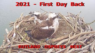 Rutland Osprey Nest  2021  Ospreys Return [upl. by Aynekal]