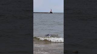 MERMAID IN THE WAVES Manistee MI [upl. by Eartnoed]