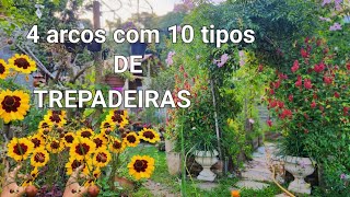 AS COREOPSIS ESTÃO EXPLODINDO DE FLORESTREPADEIRAS PARA DEIXAR SEU JARDIM AINDA MAIS BONITO [upl. by Raynah674]