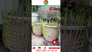 लसुन लगाउने गज्जबको तरिका  The best way to plant garlic  agriculture amazing shorts mostviral [upl. by Pape]