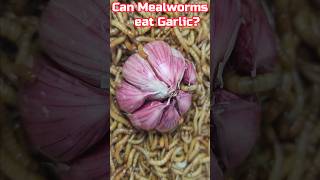 Can mealworms eat garlic 🧄 [upl. by Sices799]