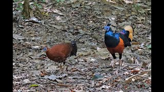 Bornean Crested Fireback in Borneo Sabah Jul2023 b [upl. by Tugman]