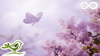 Always Soft Beautiful amp Relaxing Piano Music by Peder B Helland with Nature Photos [upl. by Anaihs]