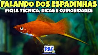 Tudo sobre o Peixe Espadinha Xiphophorus Hellerii [upl. by Cramer]