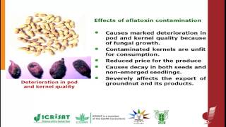 Aflatoxin problem in Groundnut [upl. by Asin]