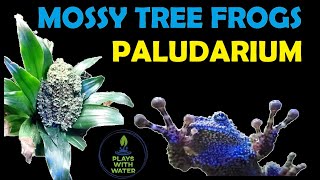 MOSSY TREE FROGS PALUDARIUM  October 2020 Update [upl. by Nilekcaj]