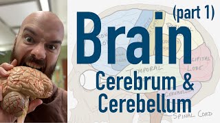 Brain Cerebrum and Cerebellum  Broca’s Wernicke’s and limbic overview [upl. by Ttemme]