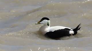 Eider Duck [upl. by Assenab]