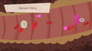 Hemostasis Coagulation and Fibrinolisis [upl. by Tessie438]