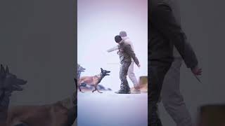 dogs k9protection doglover germanshepherd k9 dog dogtraining k9handler military shortvideo [upl. by Rosalinda]