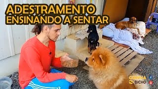 Dica de ADESTRAMENTO Como ENSINAR seu cachorro a SENTAR [upl. by Maura]