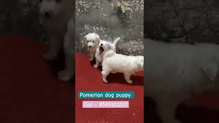 Pomerian dog kennel  low price dog market in delhi [upl. by Brittne3]