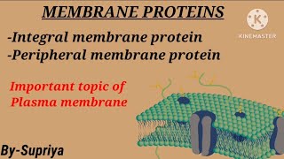 Membrane protein  Integral and Peripheral protein  Plasma membrane  Cell Biology [upl. by Eunice]