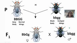 Linked Genes amp Recombination Frequency AP Biology topic 54 [upl. by Chloe]