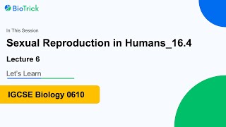 Male reproductive system  Sexual Reproduction Humans  CAIE  IGCSE Biology 0610 O A Level igcse [upl. by Studnia]