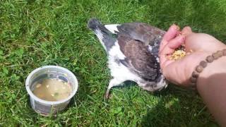 Nourrir un bébé Pigeon [upl. by Hgieloj]