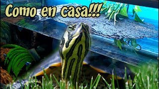 Hábitat de las tortugas de agua [upl. by Lexie]