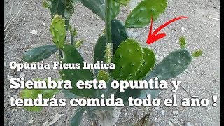 NOPAL PARA SEMBRAR EL MEJOR  Opuntia Ficus Indica [upl. by Huntington]