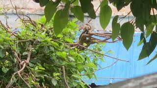 Squirrels 🐿️ Sound  Best Squirrel Noise in garden 🪴 [upl. by Dalila]