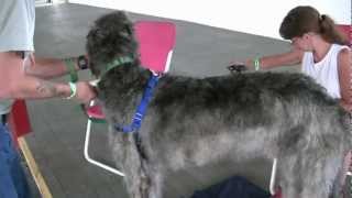 Irish Wolfhound Rescue Dog Seamus [upl. by Jordans]