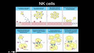 Immunology NK cells macrophags and dendritic cells [upl. by Tristan]