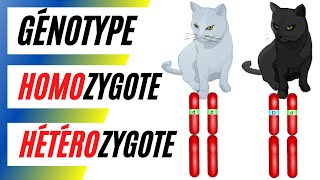 Questce quun homozygote et un hétérozygote Comment écrire le génotype et le phénotype [upl. by Amathiste830]