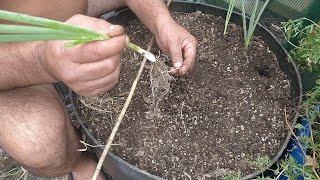 Transplanting Green Onions Lots Of White [upl. by Enoek]