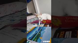 Shimba play 📚📚cuteanimal [upl. by Enelehcim28]